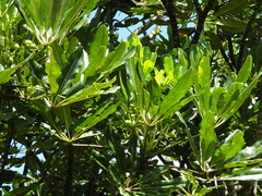 Plerandra gabriellae