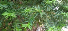 Taxus baccata