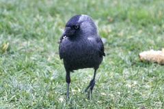 Corvus monedula