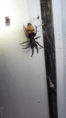 Latonigena auricomis