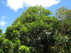 Plerandra gabriellae