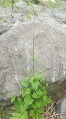 Lobelia cliffortiana