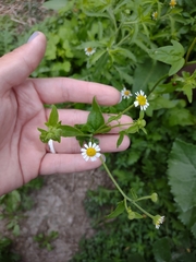 Perityle microglossa