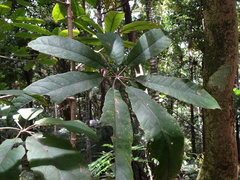 Plerandra gabriellae