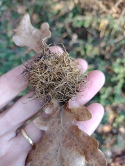 Andricus caputmedusae