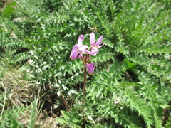 Primula pauciflora pauciflora