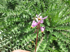 Primula pauciflora pauciflora