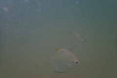 Monodactylus argenteus