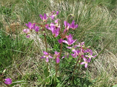Primula pauciflora pauciflora