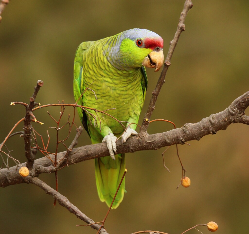Lilac-crowned Amazon photo
