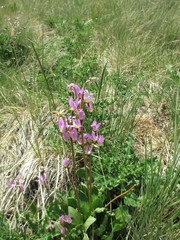 Primula pauciflora pauciflora