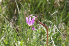 Primula pauciflora pauciflora