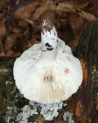 Heterophyllidia