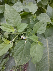 Solanum americanum