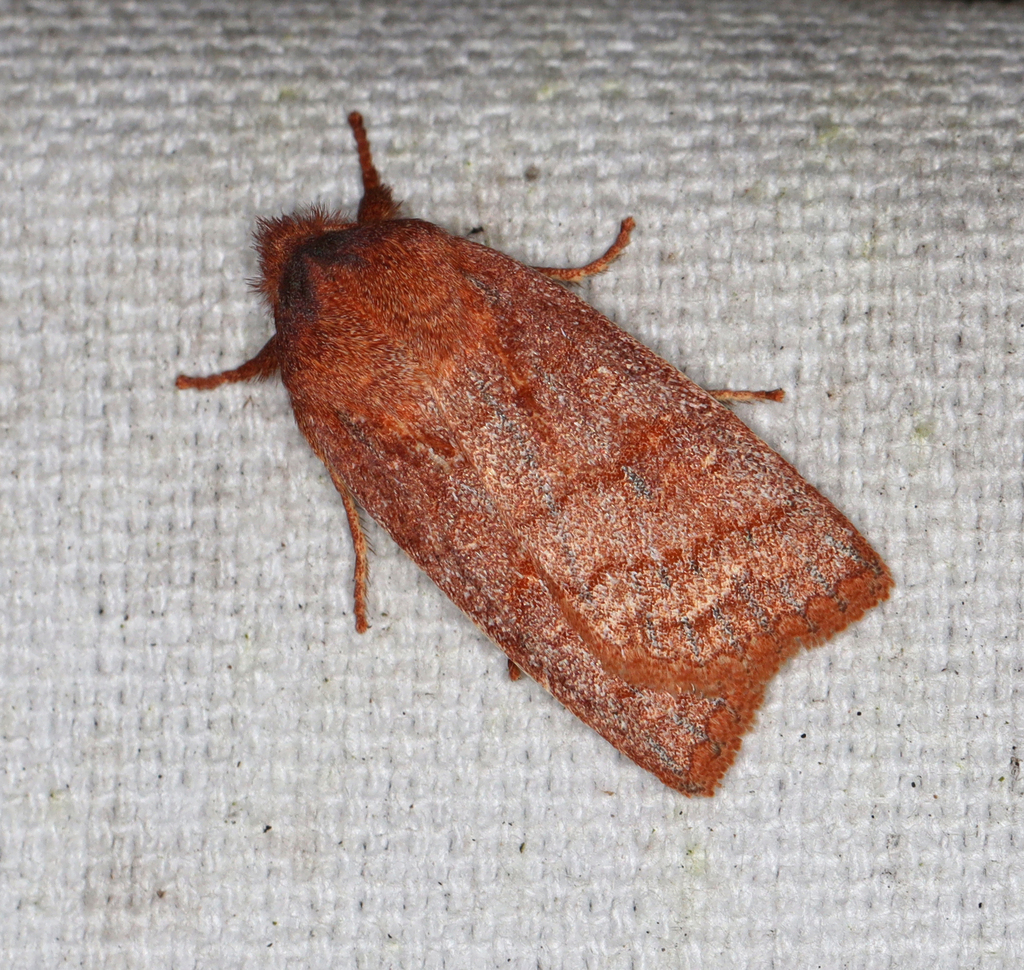 Anointed Sallow