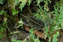 Rhinella margaritifera