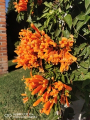 Pyrostegia