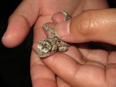 Sceloporus melanorhinus