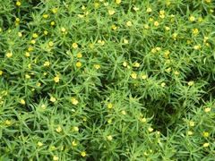 Ludwigia grandiflora