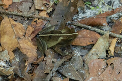 Rhinella margaritifera