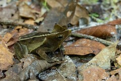 Rhinella margaritifera