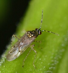 Dicyphus albonasutus