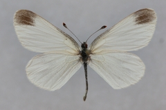 Leptidea duponcheli