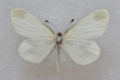 Leptidea duponcheli