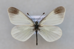 Leptidea duponcheli