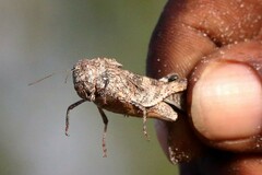 Cyrtocoris