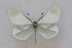 Leptidea duponcheli