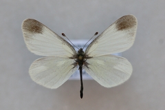 Leptidea duponcheli