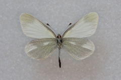 Leptidea duponcheli