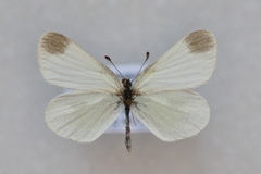 Leptidea duponcheli