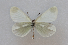 Leptidea duponcheli