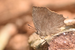 Surendra quercetorum