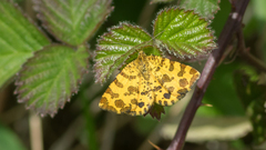 Pseudopanthera macularia