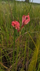 Disa