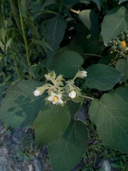 Solanum abutiloides