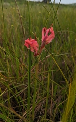 Disa