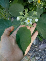 Solanum abutiloides