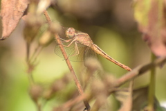 Neurothemis intermedia