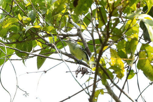 Herpsilochmus gentryi (Aves posibles en Colombia) · iNaturalist