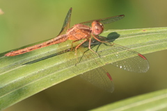 Neurothemis intermedia