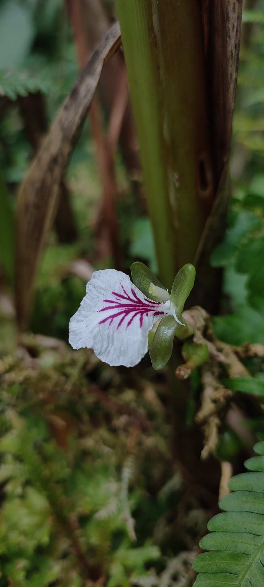 Cardamom (Elettaria cardamomum)