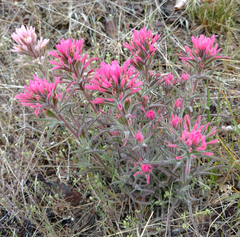 Castilleja angustifolia angustifolia