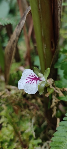 Elettaria cardamomum, photograph 2