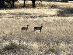 Odocoileus virginianus couesi