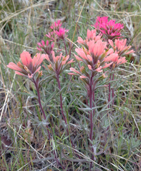 Castilleja angustifolia angustifolia