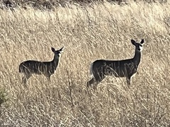 Odocoileus virginianus couesi